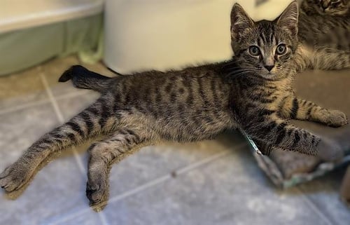 ZIGGY - Domestic Short Hair available for adoption