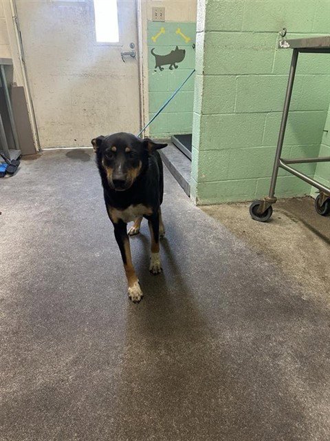 BRANDO - Australian Kelpie available for adoption