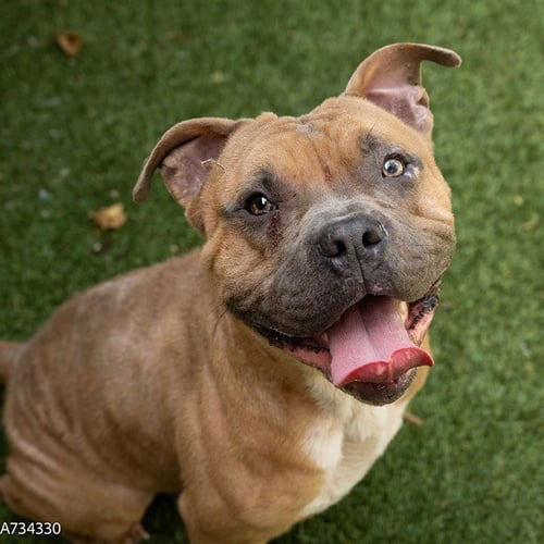 CORN FLAKES - Pit Bull Terrier available for adoption