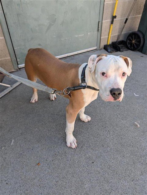NOODLE - Pit Bull Terrier available for adoption