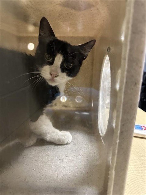 A740524 - Domestic Short Hair available for adoption