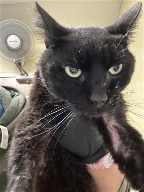 A738892 - Domestic Short Hair available for adoption