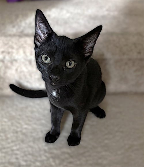 CARMILLA - Domestic Short Hair available for adoption