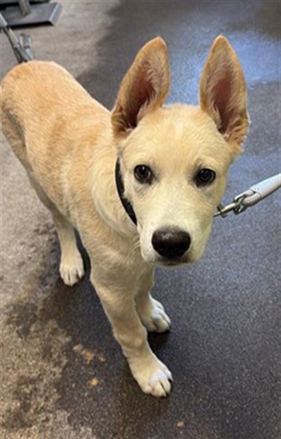 GOOSE - German Shepherd Dog for adoption in Roseville