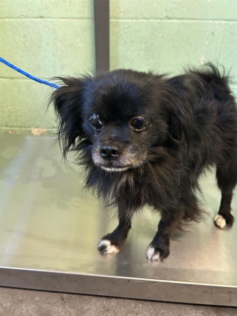 BEAN - Chihuahua available for adoption