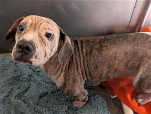 DUCKY RORSCHACH - Pit Bull Terrier / Basset Hound for adoption in Sacramento