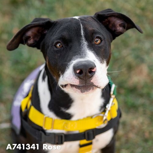 ROSE - Pit Bull Terrier available for adoption