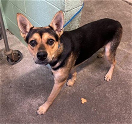 SCOOBY - German Shepherd Dog available for adoption