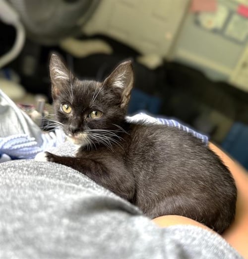 LEILA ALI - Domestic Short Hair available for adoption