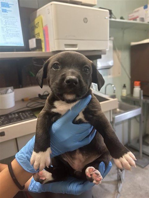 A739683 - Terrier available for adoption