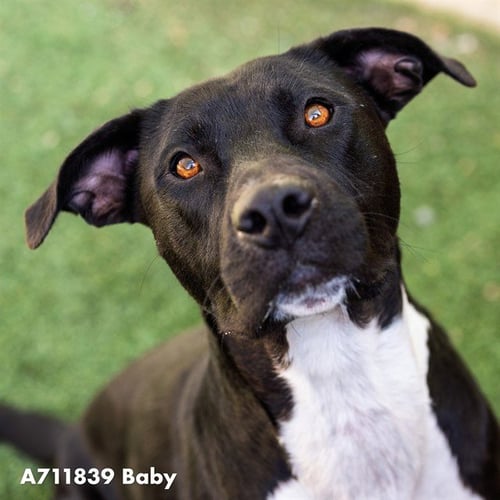 BABY - Pit Bull Terrier available for adoption