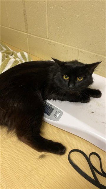 BAGHEERA - Domestic Long Hair available for adoption