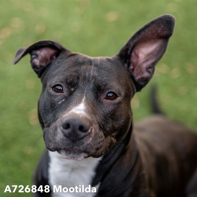 MOOTILDA - Pit Bull Terrier available for adoption