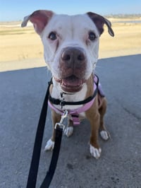 STELLA - Photo 1
