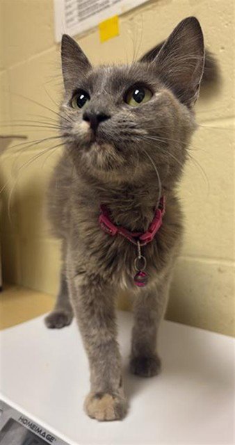 A739685 - Domestic Short Hair available for adoption