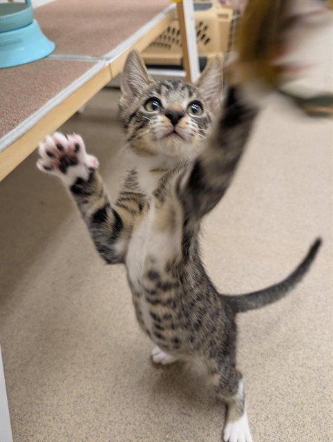 NUTMEG - Domestic Short Hair available for adoption