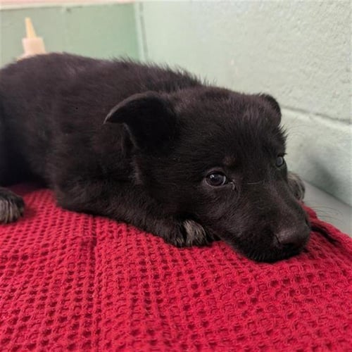ALANI - German Shepherd Dog available for adoption