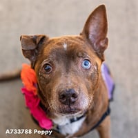 POPPY - Photo 1