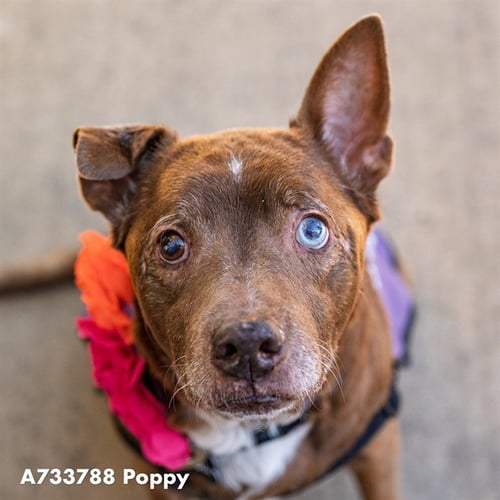 POPPY - Pit Bull Terrier available for adoption