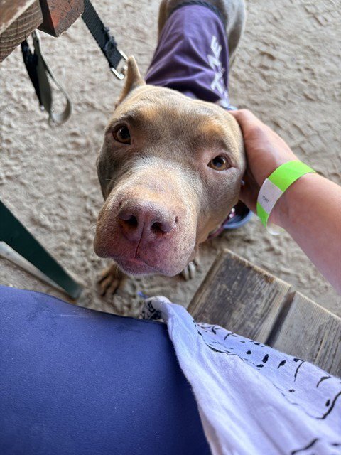 CATHY - Pit Bull Terrier available for adoption