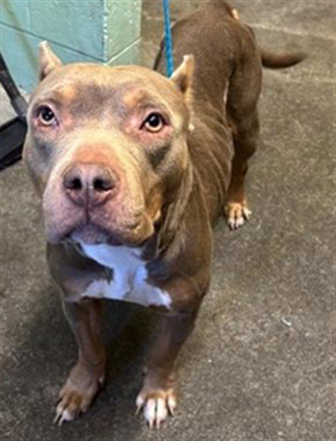 CATHY - Pit Bull Terrier available for adoption