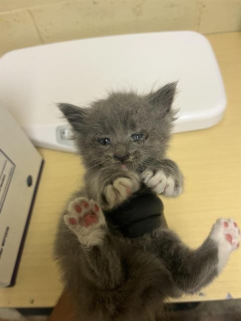 A739655 - Domestic Long Hair available for adoption