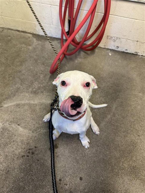 PENNYWISE - Pit Bull Terrier available for adoption