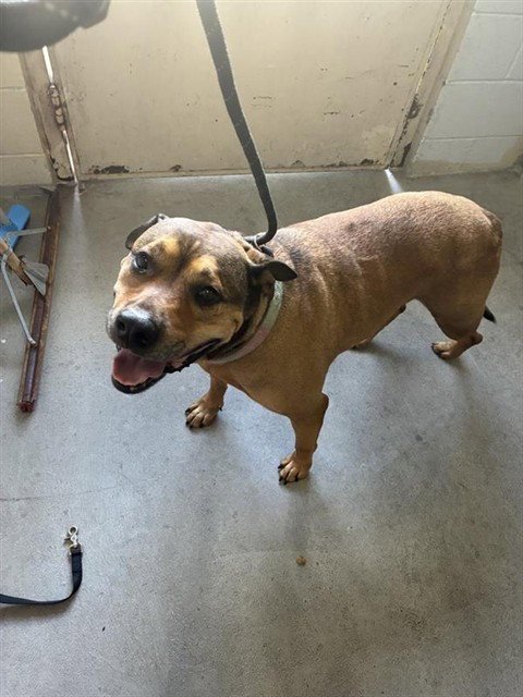 BEAR - Mastiff available for adoption