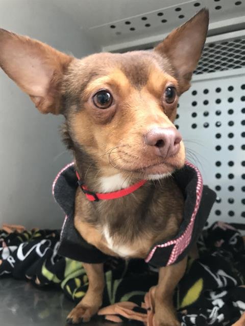 WALLACE - Chihuahua available for adoption