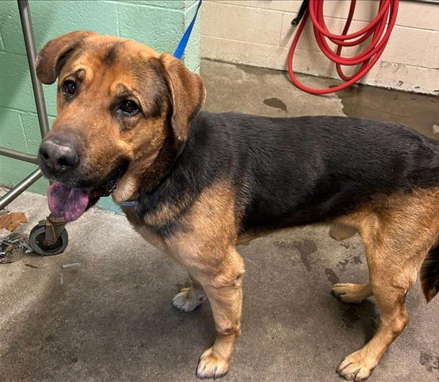 HERMAN - German Shepherd Dog available for adoption