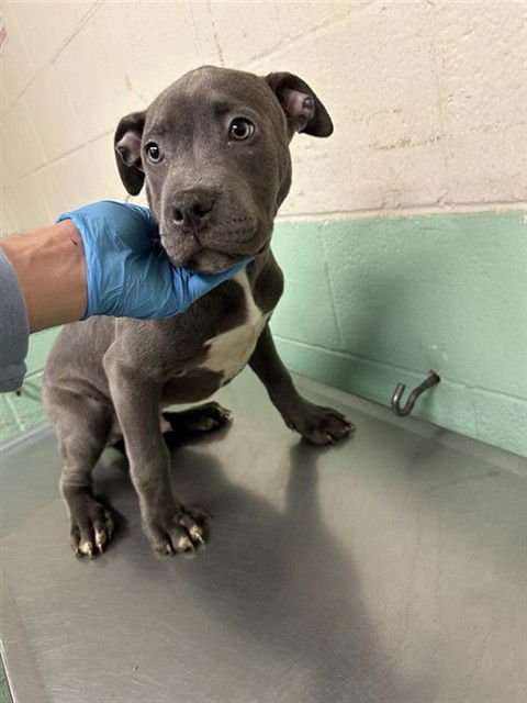 LIL BOOFERS - Photo 1