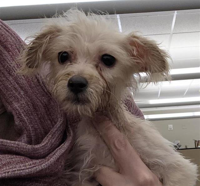 CRYSTAL - Yorkshire Terrier Yorkie / Maltese available for adoption