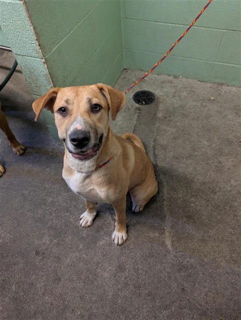 MARGORIE - Pit Bull Terrier / Labrador Retriever available for adoption