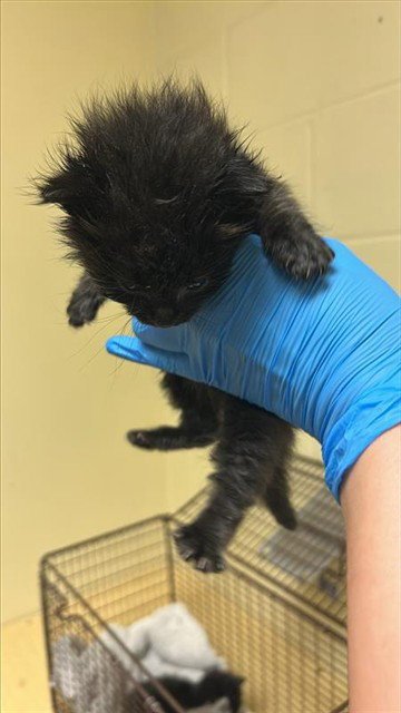 STORMY - Domestic Short Hair for adoption in Sacramento