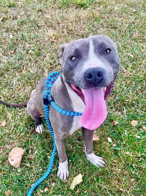 SWEETIE - Pit Bull Terrier available for adoption