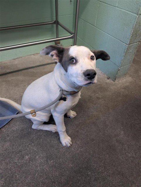 SILVER BELL - Pit Bull Terrier available for adoption