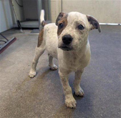 RICHARD - Pit Bull Terrier / Australian Cattle Dog/Blue Heeler for adoption in Roseville