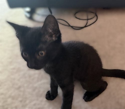 ALVIN - Domestic Short Hair available for adoption
