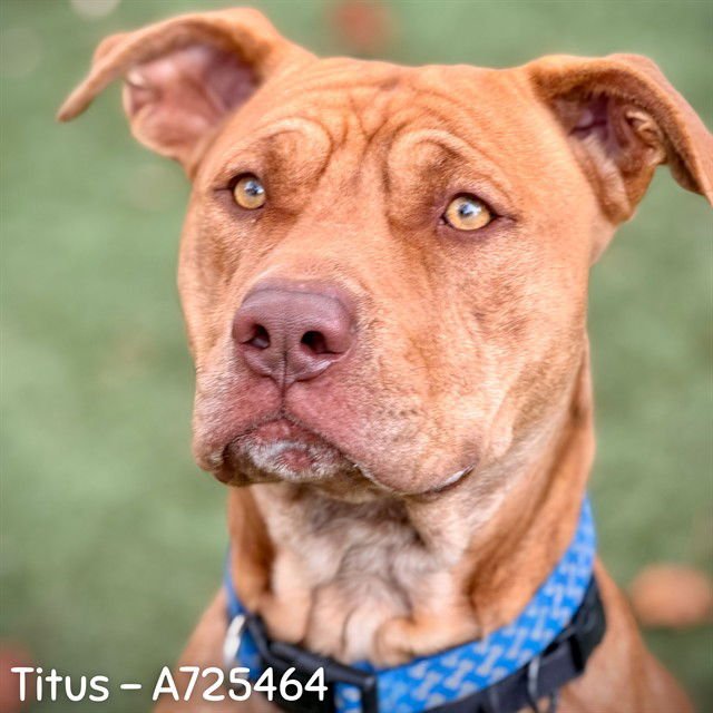 TITUS - Pit Bull Terrier available for adoption