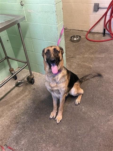 TIFFANY - German Shepherd Dog available for adoption