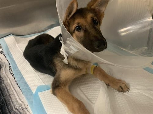 BINGO - German Shepherd Dog available for adoption
