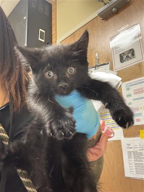 A734579 - Domestic Short Hair for adoption in Sacramento