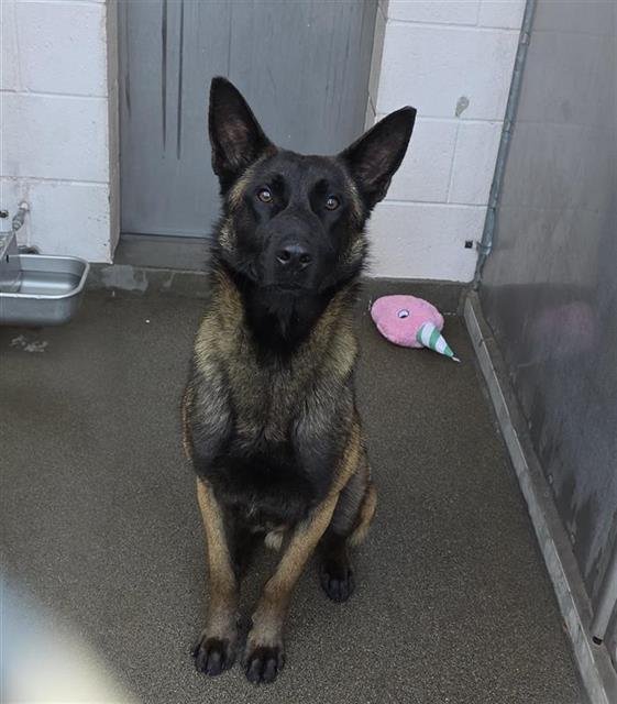 ZUNO - Belgian Shepherd Malinois available for adoption