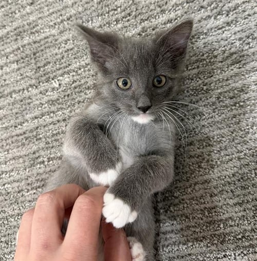 SURIEL - Domestic Short Hair available for adoption