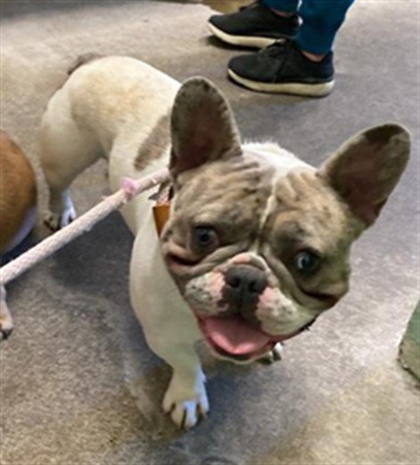 BARKWURST - French Bulldog available for adoption