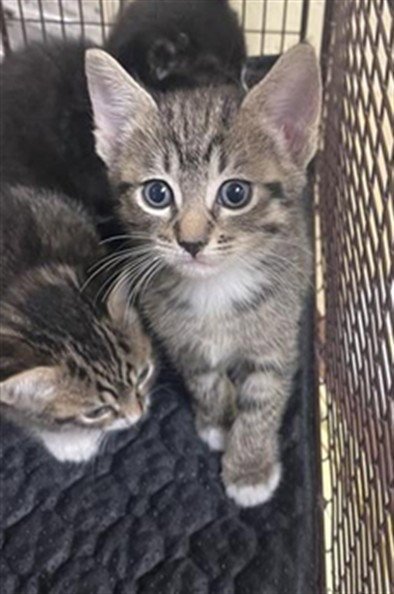 O'MALLEY - Domestic Short Hair for adoption in Sacramento