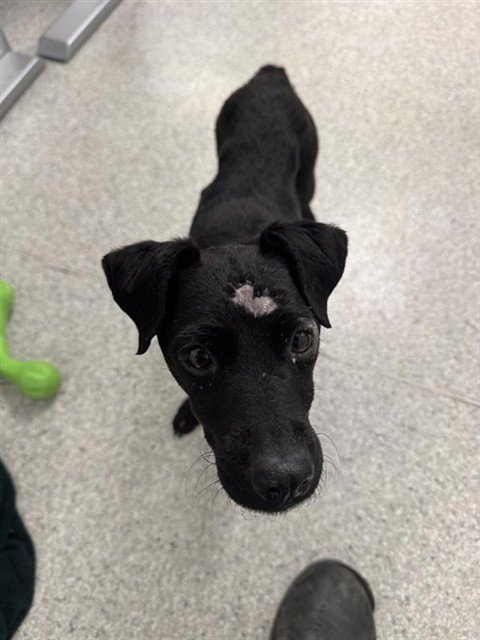 ALICE - Patterdale Terrier (Fell Terrier) available for adoption