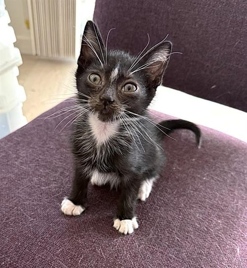 VIRGIL - Domestic Short Hair available for adoption