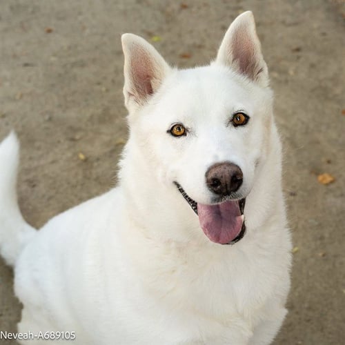 NEVEAH - Husky for adoption in Sacramento