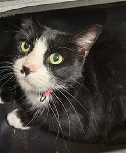 JESSIE - Domestic Short Hair for adoption in Sacramento